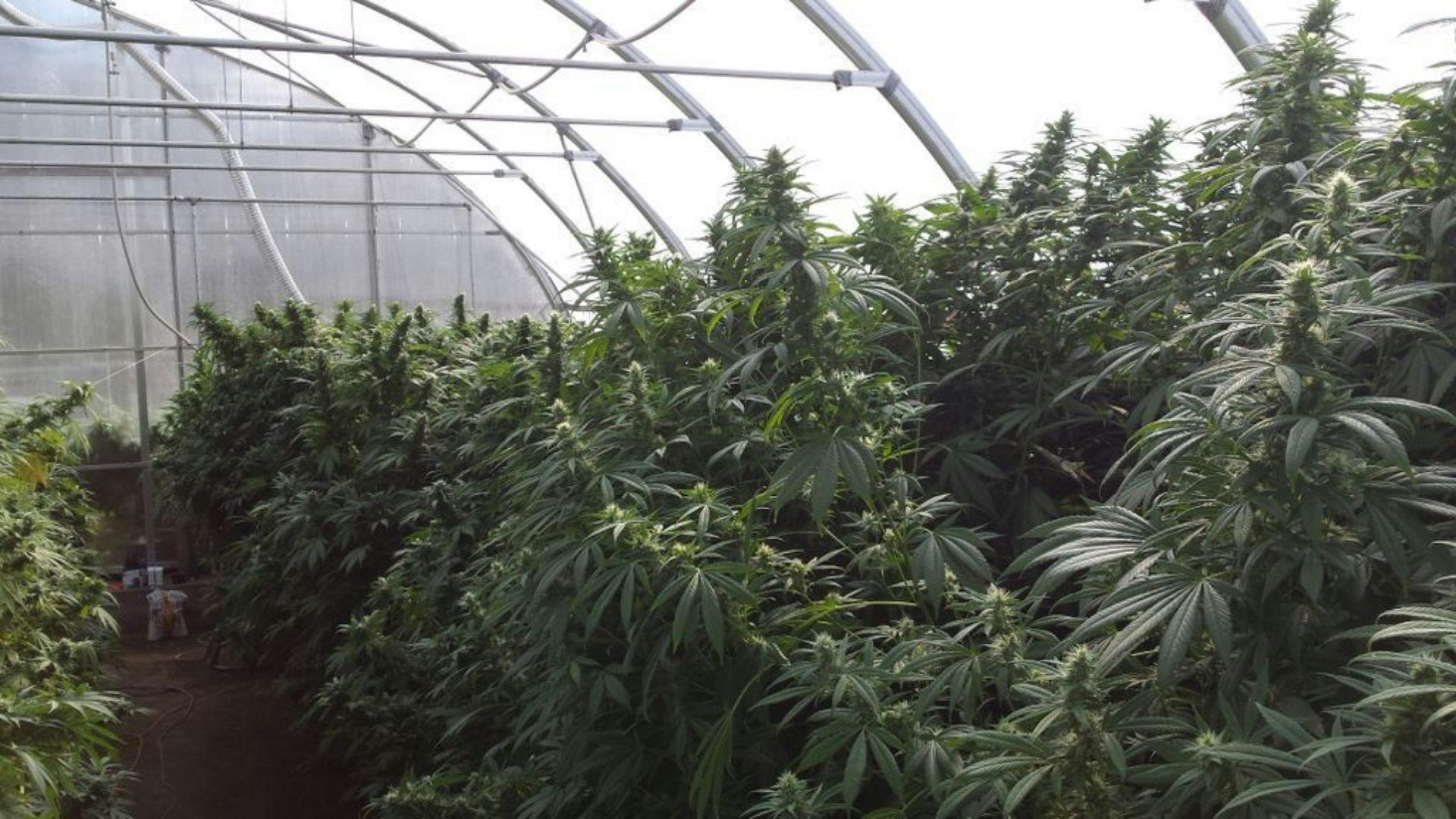 Premium Seed Market The finest at a price you can afford Leafly